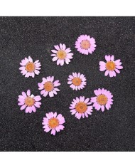 Kurutulmuş Papatya - Açık Pembe 5 Adet