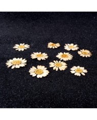 Kurutulmuş Papatya - Krem 5 Adet