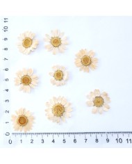 Kurutulmuş Papatya - Krem 5 Adet