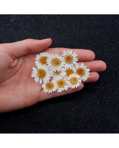 5 Adet Kurutulmuş Papatya - Beyaz Krem Arası