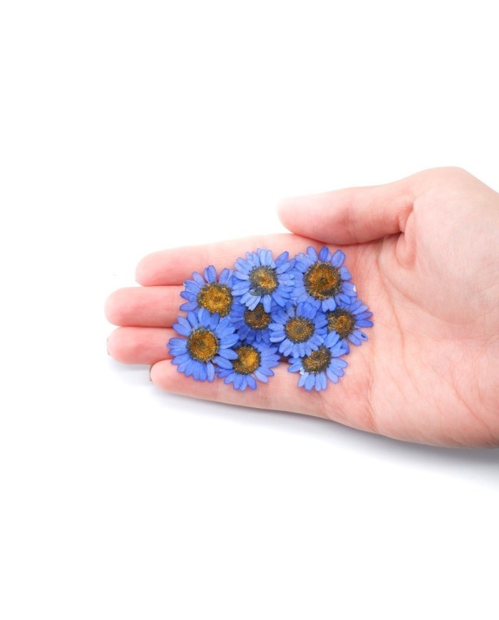 Kurutulmuş Papatya - Mavi 5 Adet