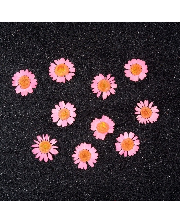 Kurutulmuş Papatya - Pembe 5 Adet