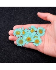 Kurutulmuş Papatya -Turkuaz Mavi 5 Adet