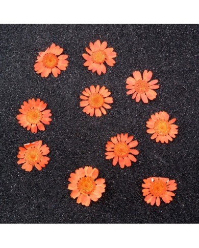 Kurutulmuş Papatya - Turuncu 5 Adet