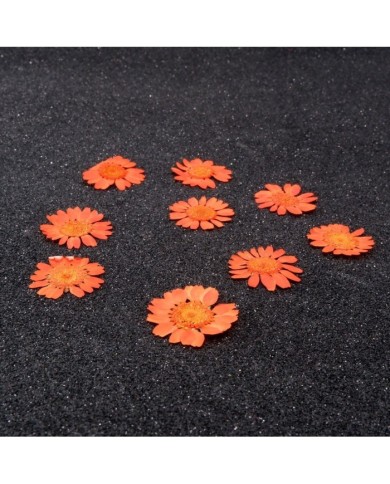 Kurutulmuş Papatya - Turuncu 5 Adet