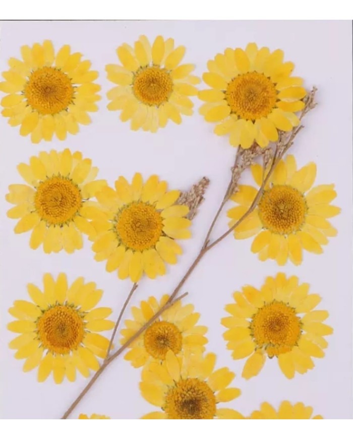 Kurutulmuş Papatya - Yumurta Sarı 5 Adet