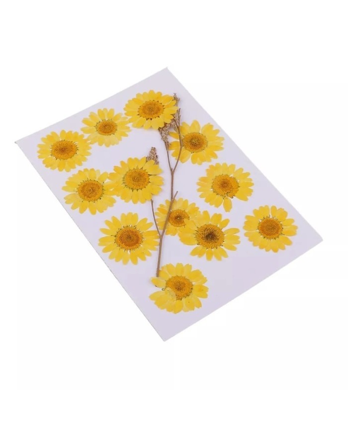 Kurutulmuş Papatya - Yumurta Sarı 5 Adet