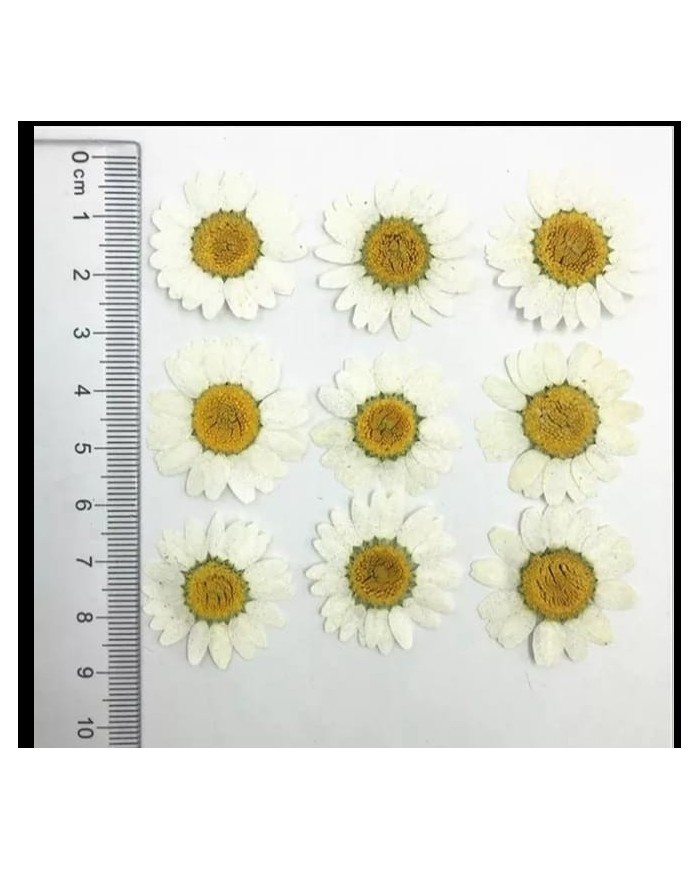 5 Adet - Kurutulmuş İri Papatya -   Beyaz