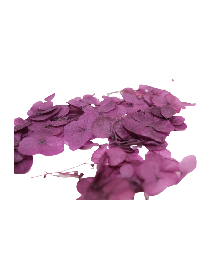 Kurutulmuş Japon çiçeği - Mürdüm