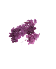 Kurutulmuş Japon çiçeği - Mürdüm