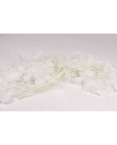 Kurutulmuş Japon çiçeği - Beyaz