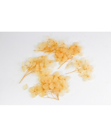 Kurutulmuş Japon çiçeği -turuncu