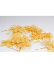 Kurutulmuş Japon çiçeği -turuncu