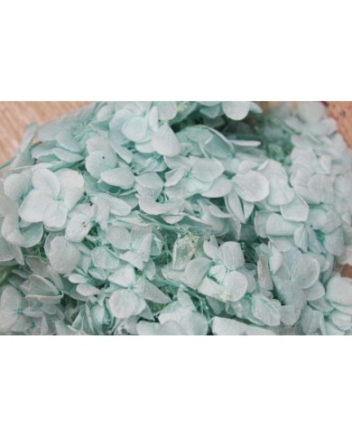 Japon Ortanca Çiçeği - Buz Mavisi