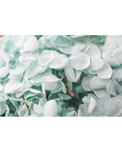 Japon Ortanca Çiçeği - Buz Mavisi