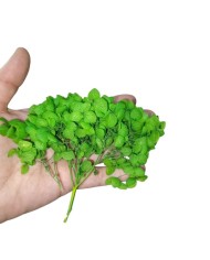 Japon Ortanca Çiçeği - Çimen Yeşili