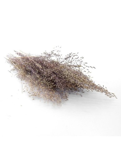 Kurutulmuş Çiçek - Dağ Tüyü Otu