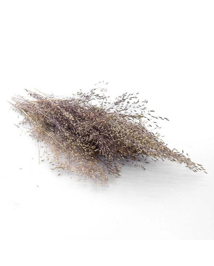 Kurutulmuş Çiçek - Dağ Tüyü Otu