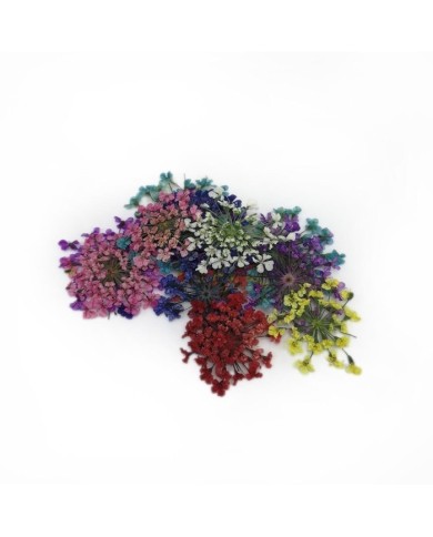 Sultan Otu - Kurutulmuş Çiçek Karışık Renkler - 15 adet Sultan Otu - Kurutulmuş Çiçek Karışık Renkler - 15 adet