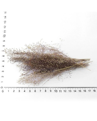 Kurutulmuş Çiçek - Dağ Tüyü Otu